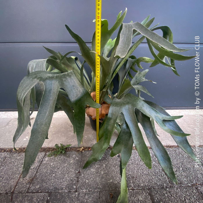 Platycerium bifurcatum, Hirschgeweihfarn, elkhorn fern, organically grown tropical plants for sale at TOMs FLOWer CLUB.