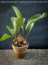 Platycerium bifurcatum, Hirschgeweihfarn, elkhorn fern, organically grown tropical plants for sale at TOMs FLOWer CLUB.