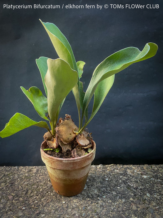 Platycerium bifurcatum, Hirschgeweihfarn, elkhorn fern, organically grown tropical plants for sale at TOMs FLOWer CLUB.