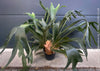 Platycerium bifurcatum, Hirschgeweihfarn, elkhorn fern, organically grown tropical plants for sale at TOMs FLOWer CLUB.