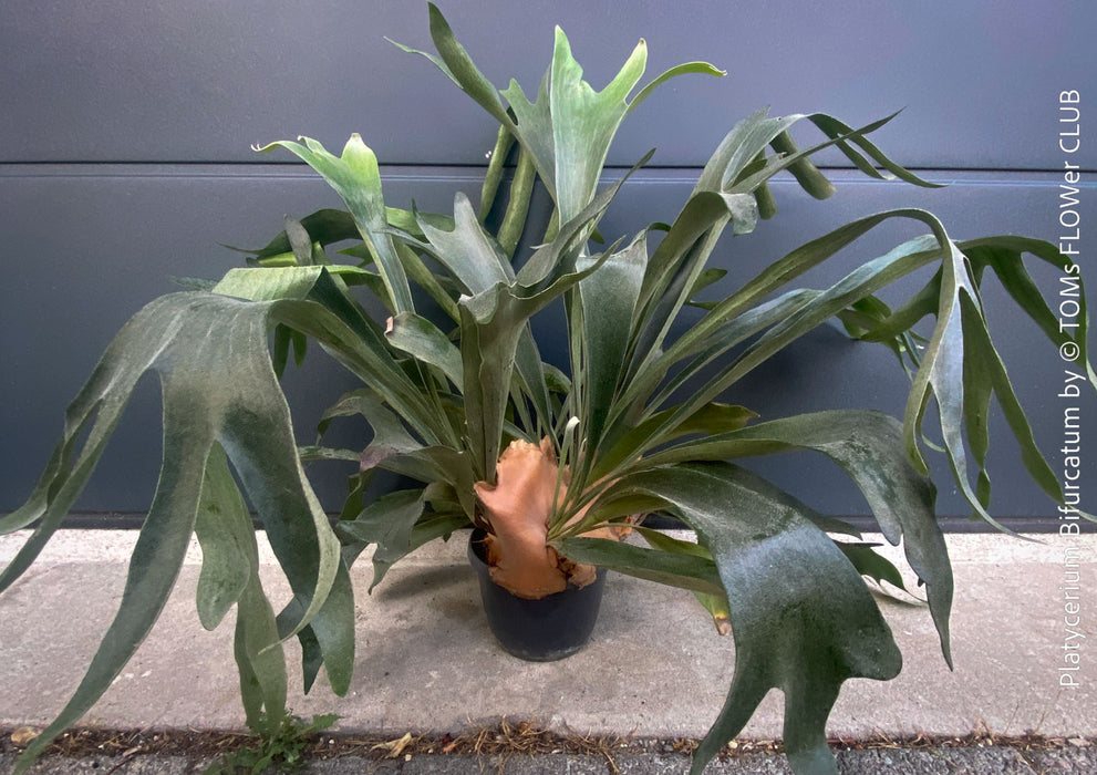 Platycerium bifurcatum, Hirschgeweihfarn, elkhorn fern, organically grown tropical plants for sale at TOMs FLOWer CLUB.