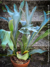 Platycerium bifurcatum, Hirschgeweihfarn, elkhorn fern, organically grown tropical plants for sale at TOMs FLOWer CLUB.