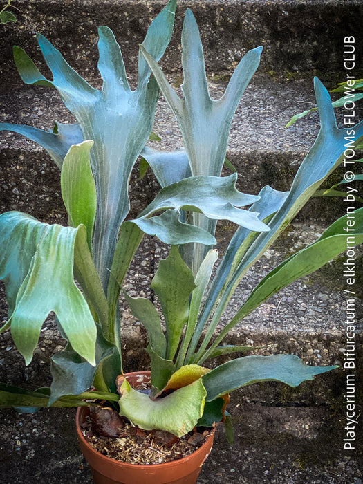 Platycerium bifurcatum, Hirschgeweihfarn, elkhorn fern, organically grown tropical plants for sale at TOMs FLOWer CLUB.