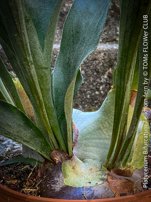 Platycerium bifurcatum, Hirschgeweihfarn, elkhorn fern, organically grown tropical plants for sale at TOMs FLOWer CLUB.