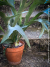 Platycerium bifurcatum, Hirschgeweihfarn, elkhorn fern, organically grown tropical plants for sale at TOMs FLOWer CLUB.
