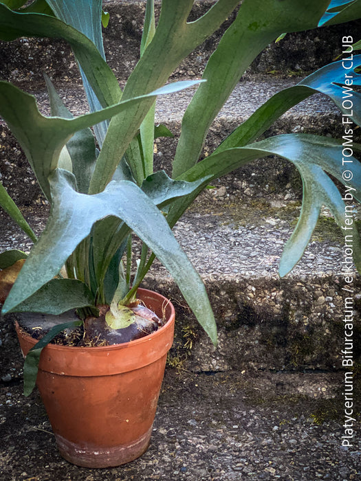 Platycerium bifurcatum, Hirschgeweihfarn, elkhorn fern, organically grown tropical plants for sale at TOMs FLOWer CLUB.