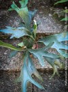 Platycerium bifurcatum, Hirschgeweihfarn, elkhorn fern, organically grown tropical plants for sale at TOMs FLOWer CLUB.