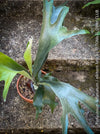 Platycerium bifurcatum, Hirschgeweihfarn, elkhorn fern, organically grown tropical plants for sale at TOMs FLOWer CLUB.