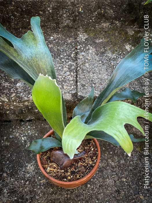 Platycerium bifurcatum, Hirschgeweihfarn, elkhorn fern, organically grown tropical plants for sale at TOMs FLOWer CLUB.