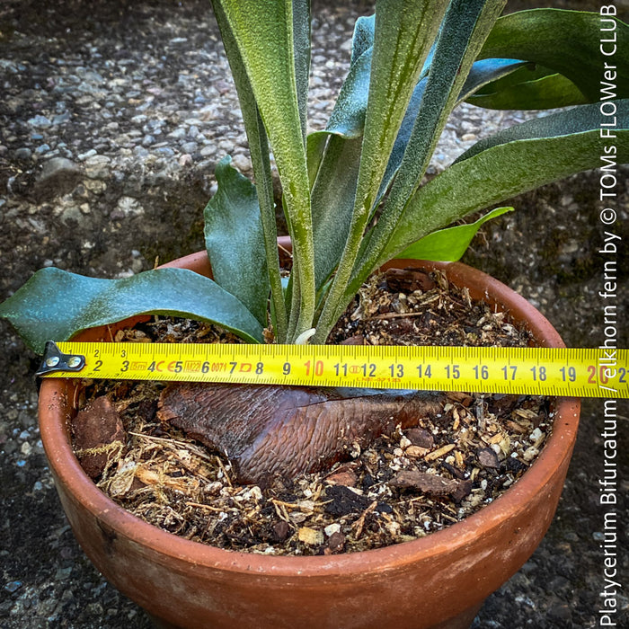 Platycerium bifurcatum, Hirschgeweihfarn, elkhorn fern, organically grown tropical plants for sale at TOMs FLOWer CLUB.