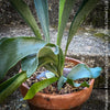 Platycerium bifurcatum, Hirschgeweihfarn, elkhorn fern, organically grown tropical plants for sale at TOMs FLOWer CLUB.