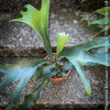 Platycerium bifurcatum, Hirschgeweihfarn, elkhorn fern, organically grown tropical plants for sale at TOMs FLOWer CLUB.