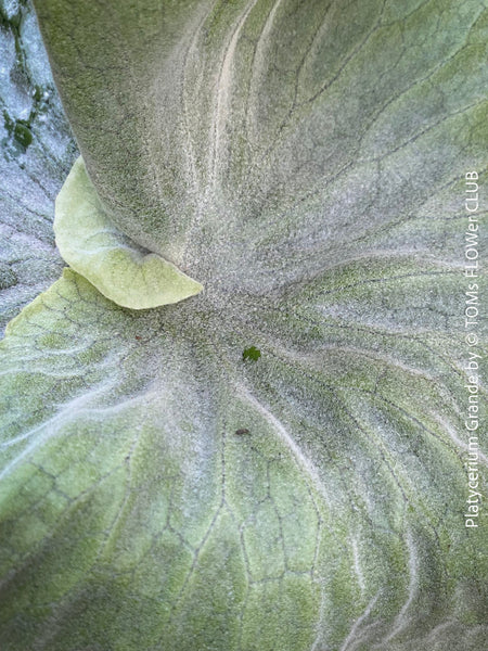 Platycerium Grande, giant staghorn fern, organically grown tropical plants for sale at TOMs FLOWer CLUB.