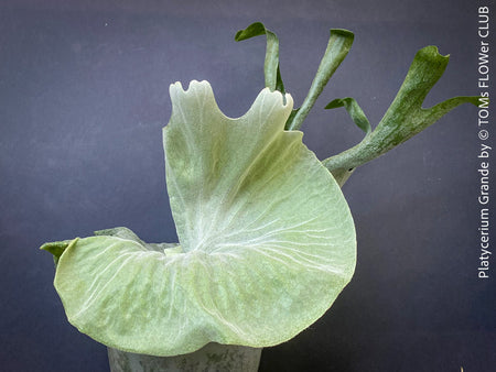 Platycerium Grande, giant staghorn fern, organically grown tropical plants for sale at TOMs FLOWer CLUB.