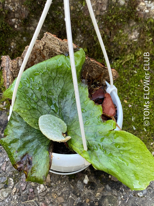 Platycerium Superbum / giant staghorn fern, organically grown tropical plants for sale at TOMs FLOWer CLUB.