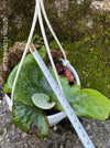 Platycerium Superbum / giant staghorn fern, organically grown tropical plants for sale at TOMs FLOWer CLUB.