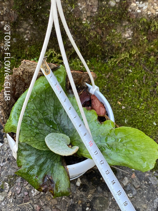 Platycerium Superbum / giant staghorn fern, organically grown tropical plants for sale at TOMs FLOWer CLUB.