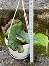 Platycerium Superbum / giant staghorn fern, organically grown tropical plants for sale at TOMs FLOWer CLUB.