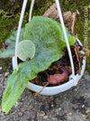 Platycerium Superbum / giant staghorn fern, organically grown tropical plants for sale at TOMs FLOWer CLUB.