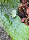 Platycerium Superbum / giant staghorn fern, organically grown tropical plants for sale at TOMs FLOWer CLUB.