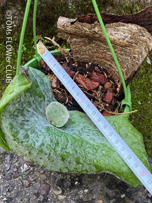 Platycerium Superbum / giant staghorn fern, organically grown tropical plants for sale at TOMs FLOWer CLUB.