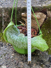 Platycerium Superbum / giant staghorn fern, organically grown tropical plants for sale at TOMs FLOWer CLUB.