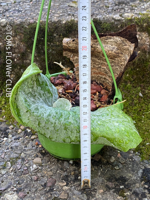 Platycerium Superbum / giant staghorn fern, organically grown tropical plants for sale at TOMs FLOWer CLUB.