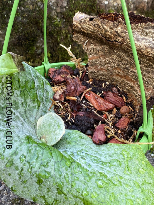 Platycerium Superbum / giant staghorn fern, organically grown tropical plants for sale at TOMs FLOWer CLUB.