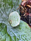 Platycerium Superbum / giant staghorn fern, organically grown tropical plants for sale at TOMs FLOWer CLUB.