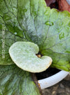 Platycerium Superbum / giant staghorn fern, organically grown tropical plants for sale at TOMs FLOWer CLUB.