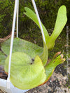 Platycerium Superbum / giant staghorn fern, organically grown tropical plants for sale at TOMs FLOWer CLUB.