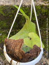 Platycerium Superbum / giant staghorn fern, organically grown tropical plants for sale at TOMs FLOWer CLUB.