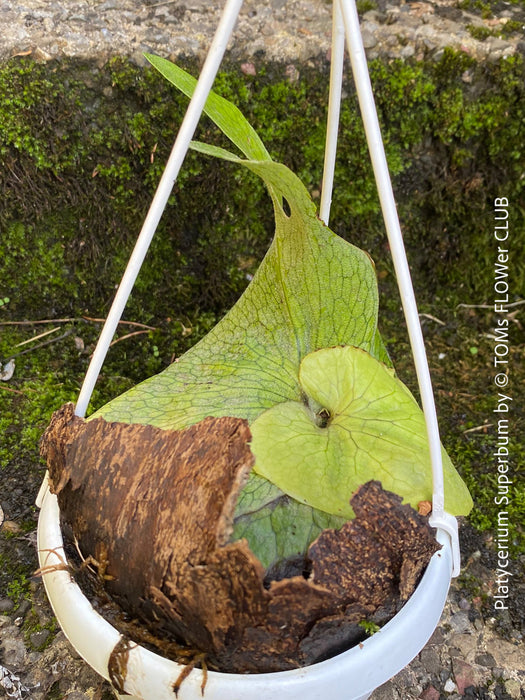 Platycerium Superbum / giant staghorn fern, organically grown tropical plants for sale at TOMs FLOWer CLUB.