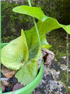 Platycerium Superbum / giant staghorn fern, organically grown tropical plants for sale at TOMs FLOWer CLUB.