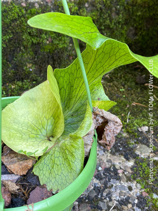 Platycerium Superbum / giant staghorn fern, organically grown tropical plants for sale at TOMs FLOWer CLUB.