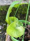 Platycerium Superbum / giant staghorn fern, organically grown tropical plants for sale at TOMs FLOWer CLUB.