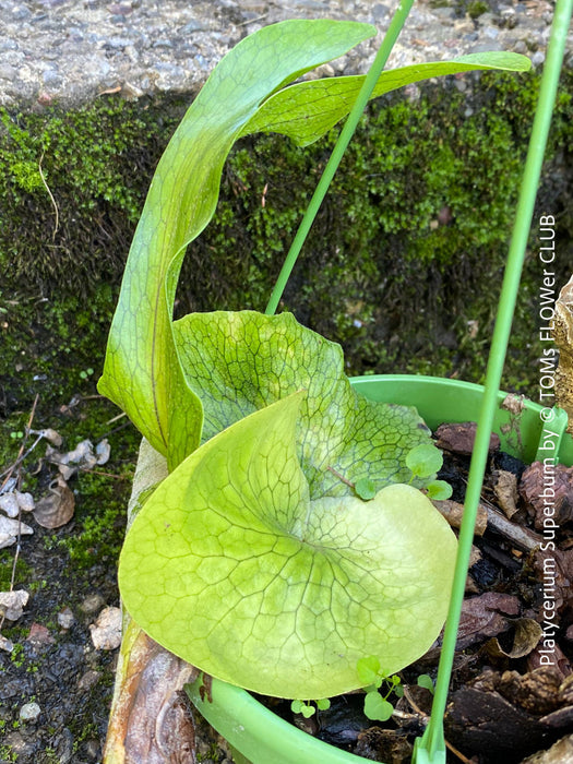 Platycerium Superbum / giant staghorn fern, organically grown tropical plants for sale at TOMs FLOWer CLUB.