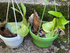 Platycerium Superbum / giant staghorn fern, organically grown tropical plants for sale at TOMs FLOWer CLUB.