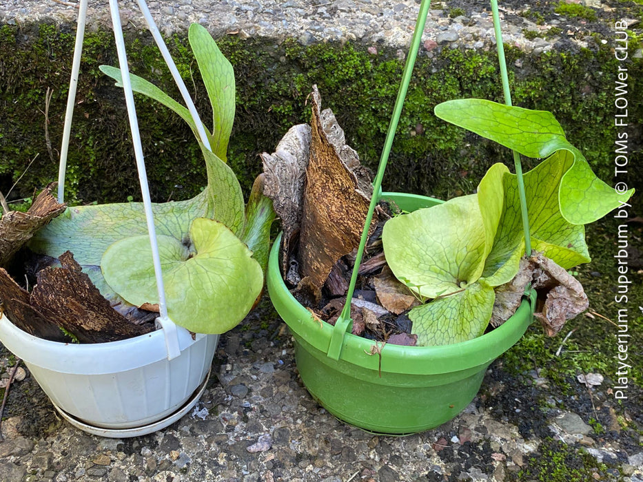 Platycerium Superbum / giant staghorn fern, organically grown tropical plants for sale at TOMs FLOWer CLUB.