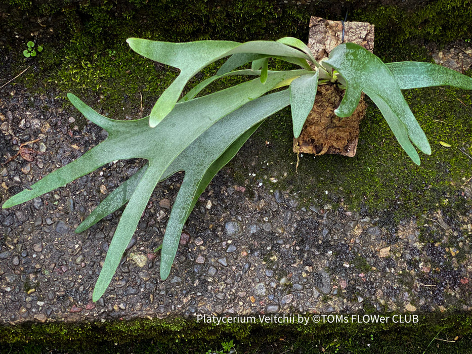 Platycerium Veitchii, Silver Elkhorn Fern or the Silver Staghorn Fern, epiphytic fern, TOMs FLOWer CLUB