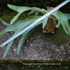 Platycerium Veitchii, Silver Elkhorn Fern or the Silver Staghorn Fern, epiphytic fern, TOMs FLOWer CLUB