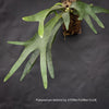 Platycerium Veitchii, Silver Elkhorn Fern or the Silver Staghorn Fern, epiphytic fern, TOMs FLOWer CLUB