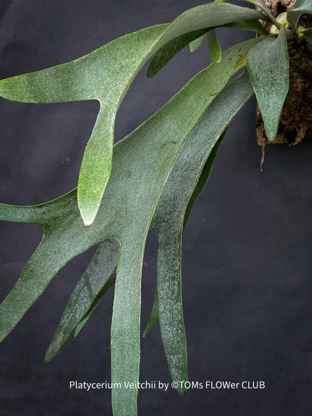 Platycerium Veitchii, Silver Elkhorn Fern or the Silver Staghorn Fern, epiphytic fern, TOMs FLOWer CLUB