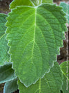 Plectranthus sp. Mount Carbine, Australian lemon leaf, organically grown tropical plants for sale at TOMs FLOWer CLUB.