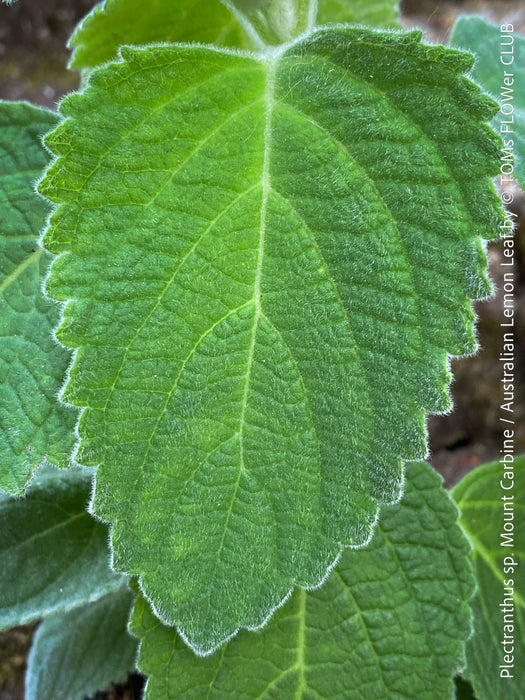 Plectranthus sp. Mount Carbine, Australian lemon leaf, organically grown tropical plants for sale at TOMs FLOWer CLUB.