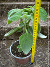 Plectranthus sp. Mount Carbine, Australian lemon leaf, organically grown tropical plants for sale at TOMs FLOWer CLUB.