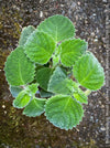 Plectranthus sp. Mount Carbine, Australian lemon leaf, organically grown tropical plants for sale at TOMs FLOWer CLUB.