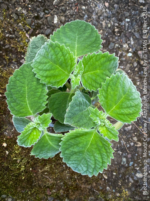 Plectranthus sp. Mount Carbine, Australian lemon leaf, organically grown tropical plants for sale at TOMs FLOWer CLUB.