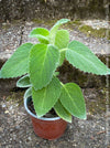 Plectranthus sp. Mount Carbine, Australian lemon leaf, organically grown tropical plants for sale at TOMs FLOWer CLUB.