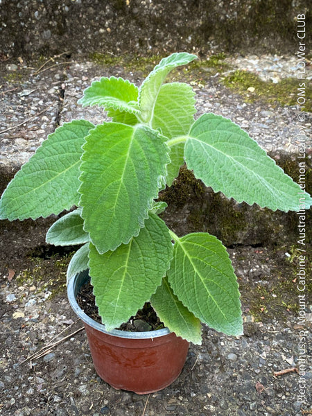 Plectranthus sp. Mount Carbine, Australian lemon leaf, organically grown tropical plants for sale at TOMs FLOWer CLUB.